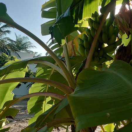 Case Traditionnelle Diola Au Bord De L'Ocean كاب سكيرينج المظهر الخارجي الصورة